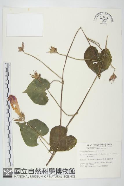 銳葉牽牛藏品圖，第1張