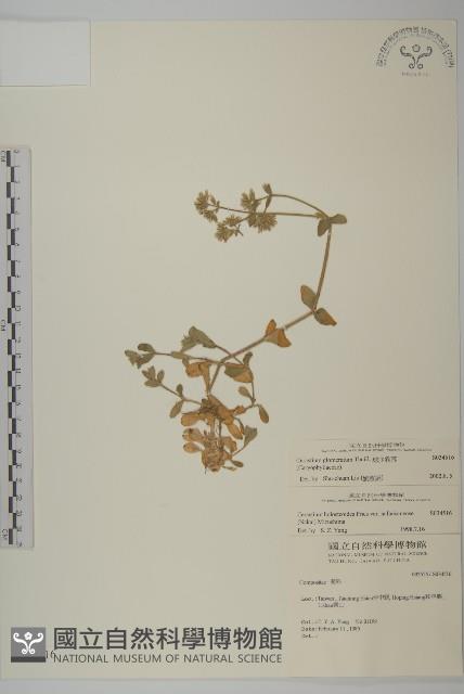 球序卷耳藏品圖，第1張