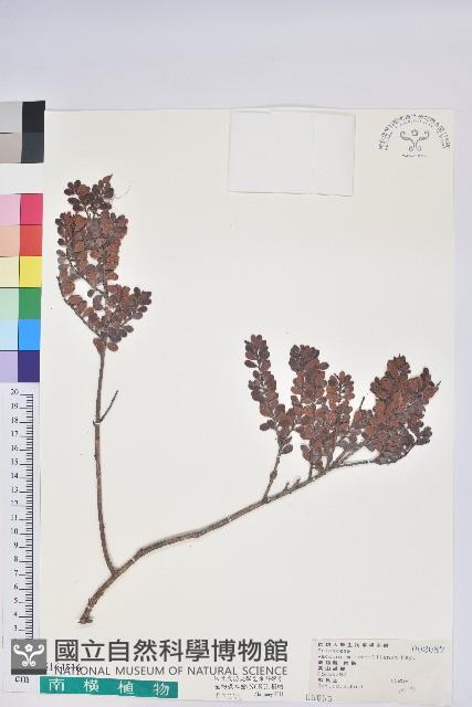 高山越橘藏品圖，第1張