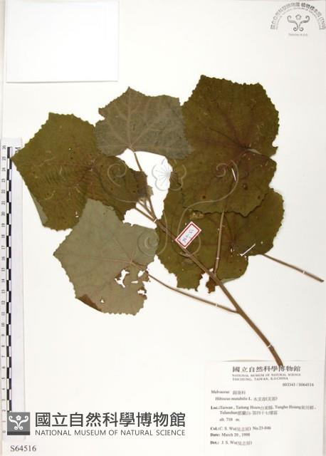山芙蓉、臺灣山芙蓉、狗頭芙蓉藏品圖，第1張