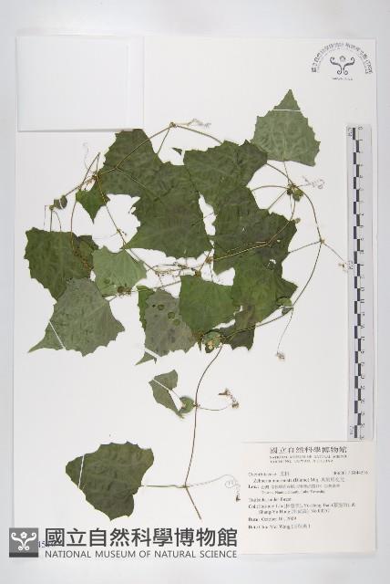 黑果馬交兒藏品圖，第1張