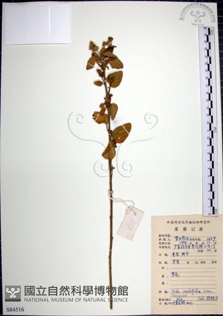 圓葉金午時花藏品圖，第1張