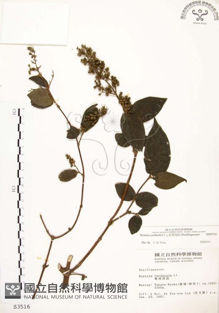 心基葉溲疏藏品圖，第1張