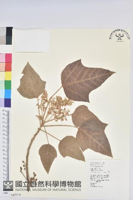 石栗藏品圖，第1張