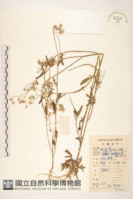 一枝香藏品圖，第1張