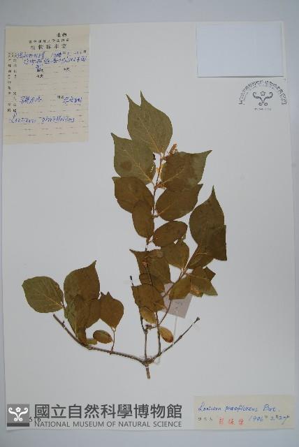 早花忍冬藏品圖，第1張