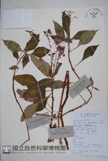 睫毛萼鳳仙花藏品圖，第1張