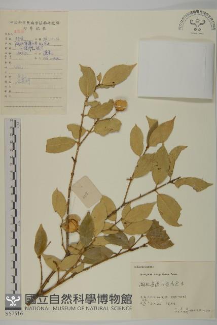 石棗子藏品圖，第1張