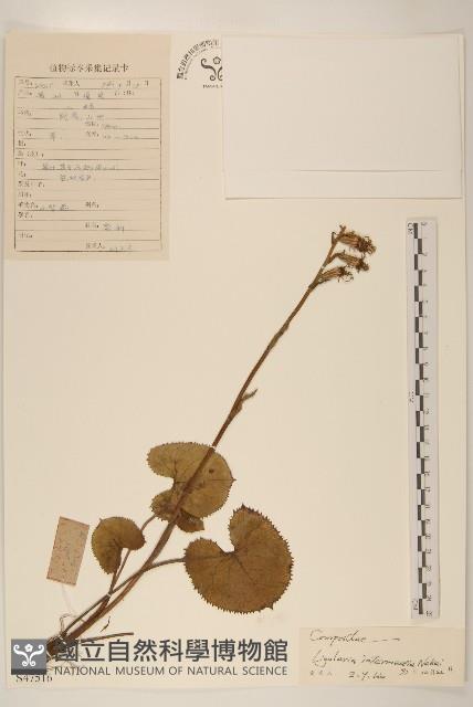 狹苞橐吾藏品圖，第1張