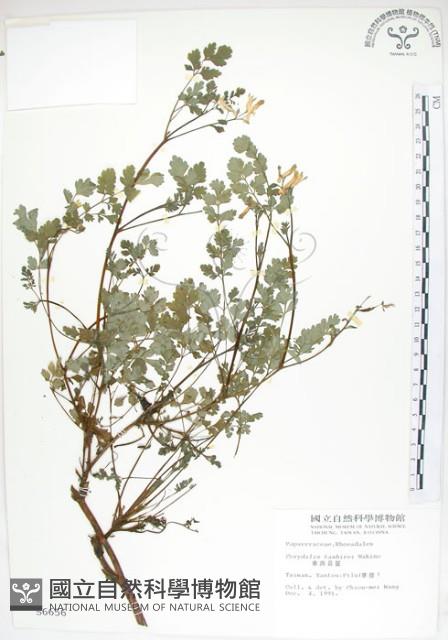 臺灣黃菫藏品圖，第1張