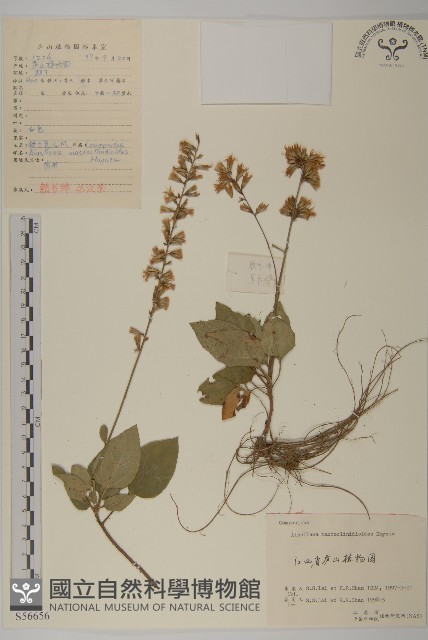 阿里山鬼督郵藏品圖，第1張