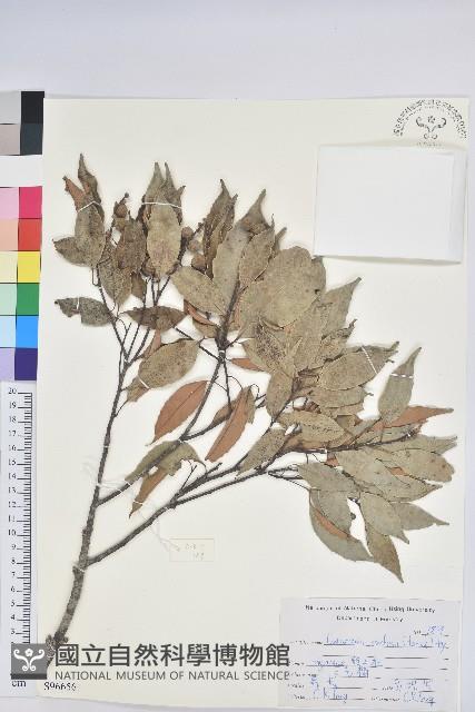 長尾栲、長尾柯、長尾尖葉櫧藏品圖，第1張