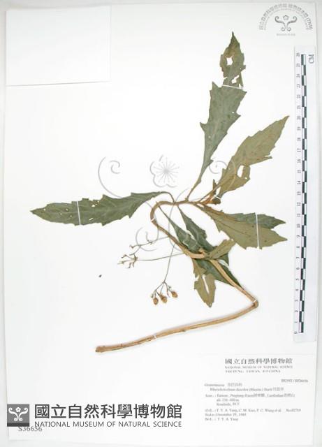 Accession Number:S036656 Collection Image