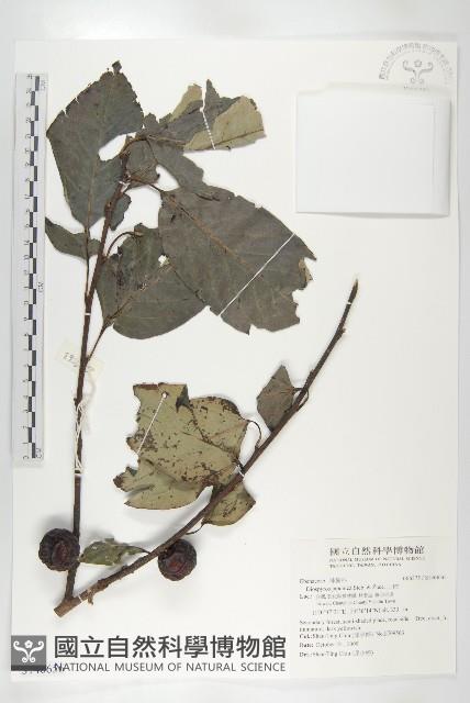 山柿, 山豆柿藏品圖，第1張