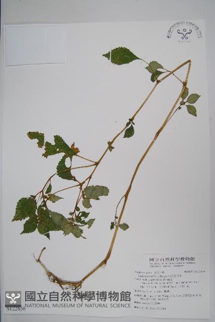 紫花鳳仙花藏品圖，第1張