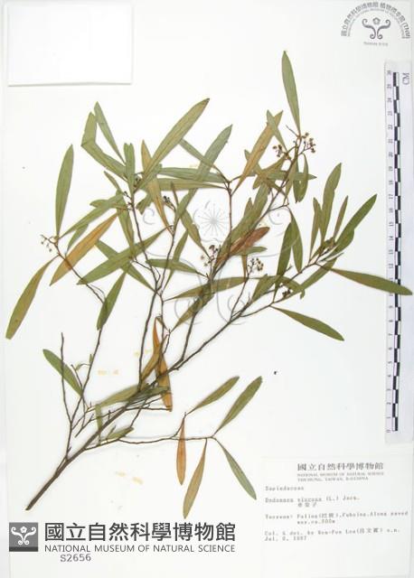 車桑子藏品圖，第1張