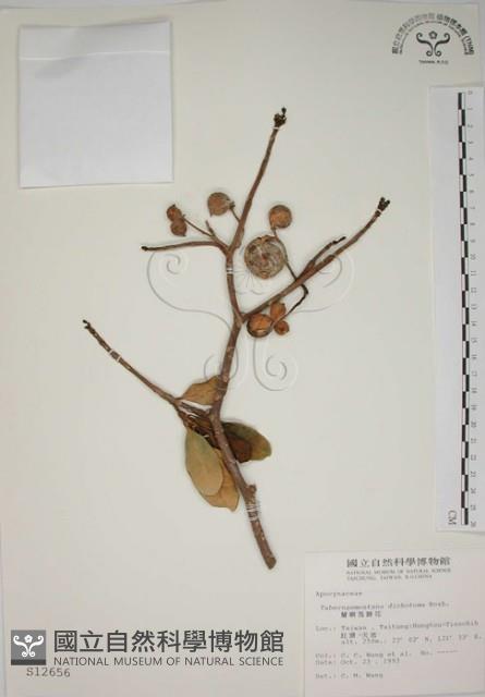 蘭嶼馬蹄花藏品圖，第1張