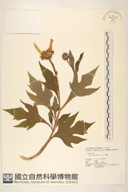 王爺葵、五瓜金英藏品圖，第1張