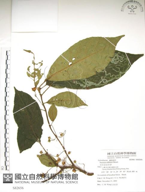 水冬瓜藏品圖，第1張