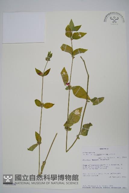 登錄號:S100656藏品圖，第1張