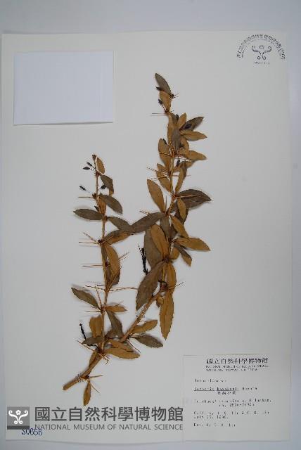 臺灣小蘗藏品圖，第1張