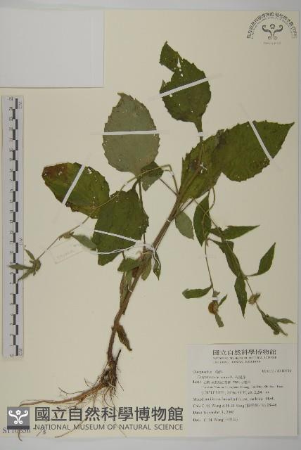 杓兒菜藏品圖，第1張