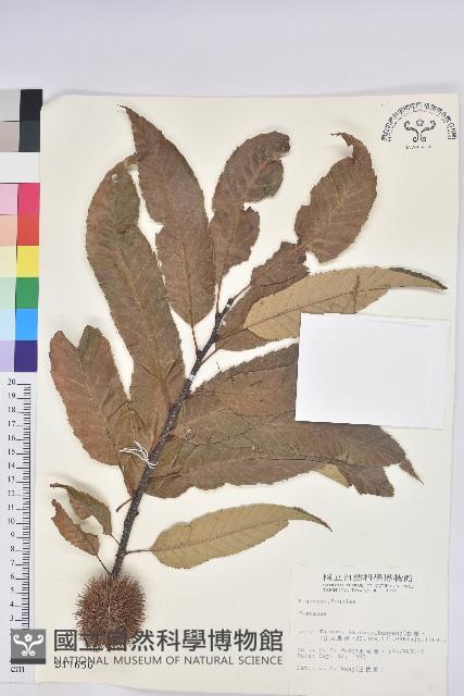 登錄號:S011656藏品圖，第1張