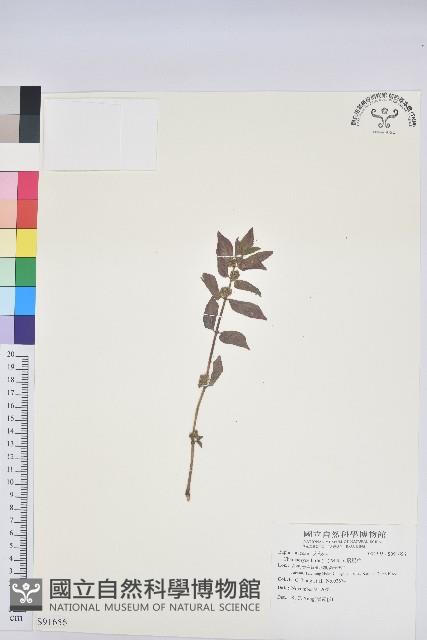 飛揚草藏品圖，第1張