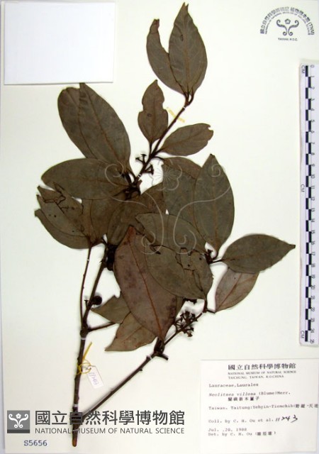 蘭嶼新木薑子藏品圖，第1張