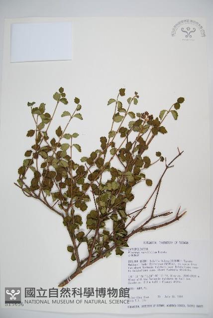Small-leaved Viburnum Collection Image, Figure 1, Total 2 Figures