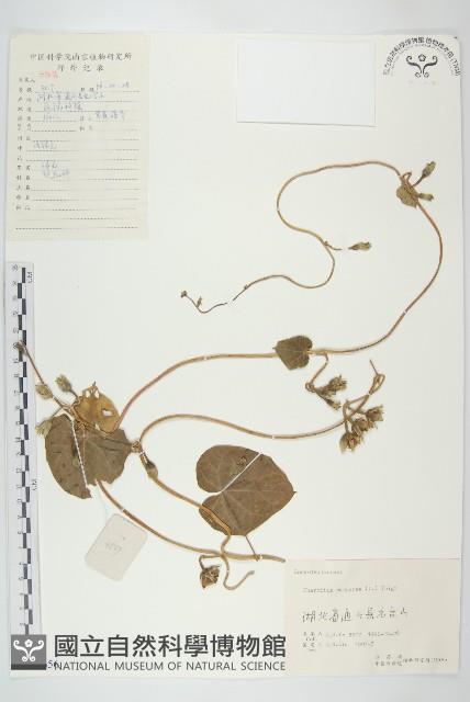 圓葉牽牛藏品圖，第1張