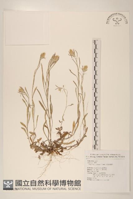 直莖鼠麴草藏品圖，第1張
