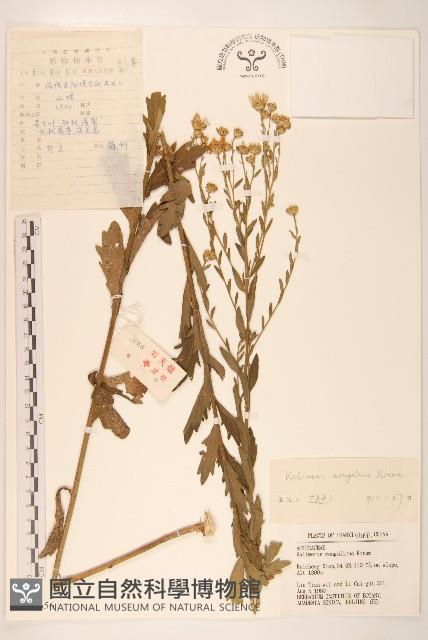 蒙古馬蘭藏品圖，第1張