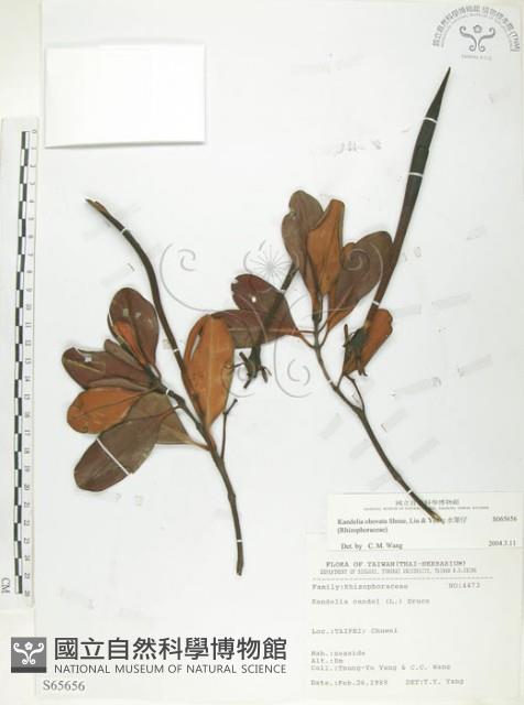 水筆仔藏品圖，第1張