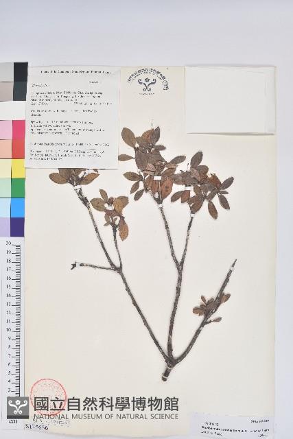 一朵花杜鵑藏品圖，第1張