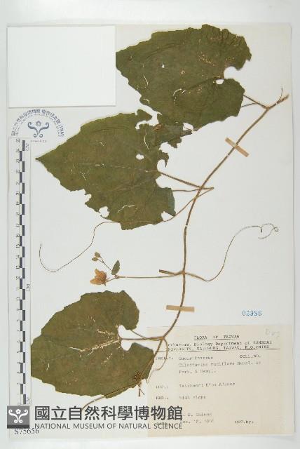 青牛膽藏品圖，第1張