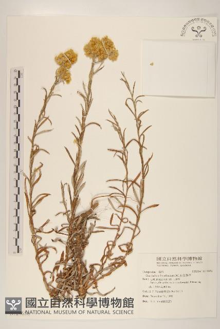 秋鼠麴草藏品圖，第1張