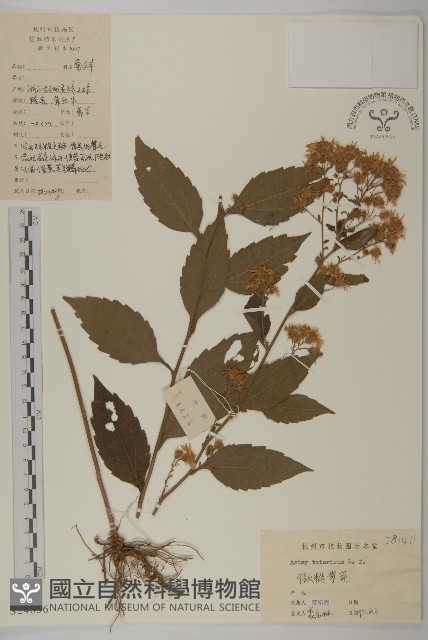 紫菀藏品圖，第1張