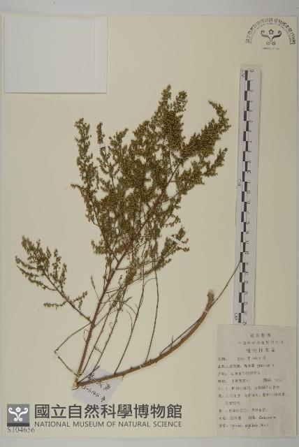 茵蔯蒿藏品圖，第1張