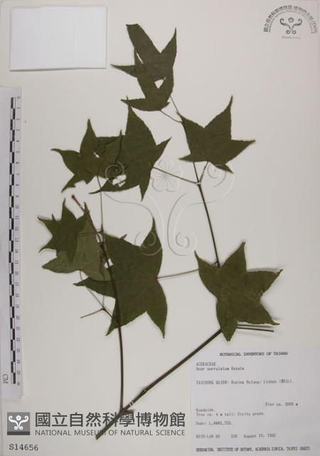 青楓藏品圖，第1張