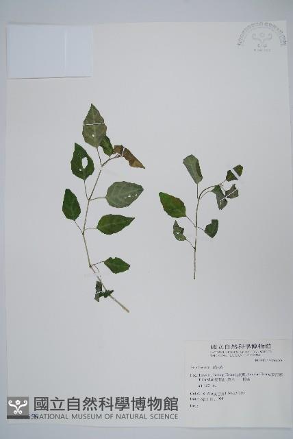 登錄號:S064656藏品圖，第1張