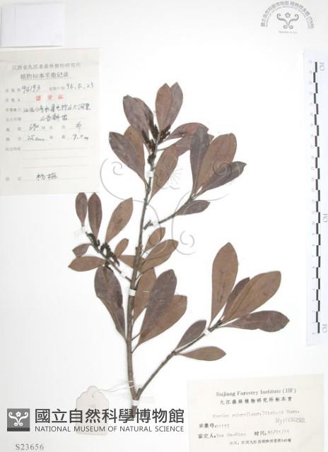 楊梅藏品圖，第1張