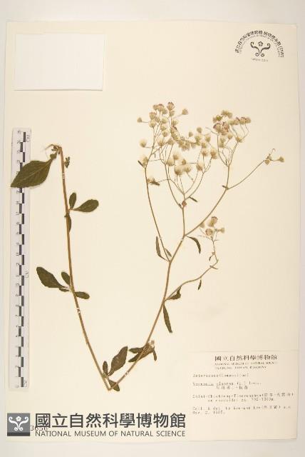 一枝香藏品圖，第1張