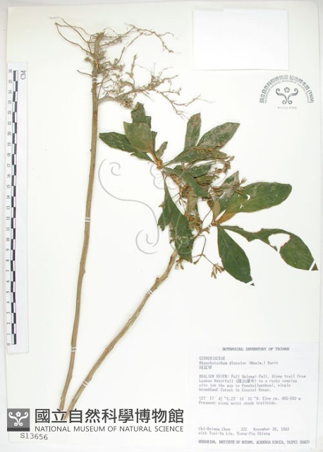 同蕊草、異色線柱苣苔藏品圖，第1張