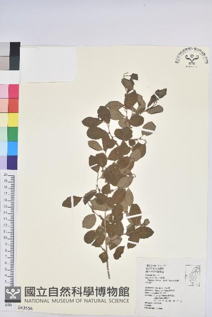 密花白飯樹藏品圖，第1張