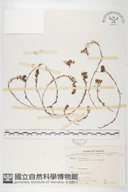 玉山佛甲草藏品圖，第1張