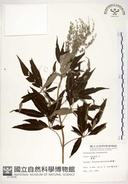 黃荊藏品圖，第1張