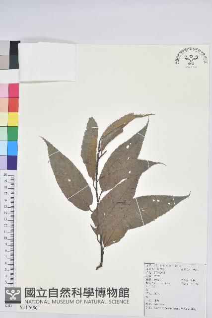 錐栗藏品圖，第1張