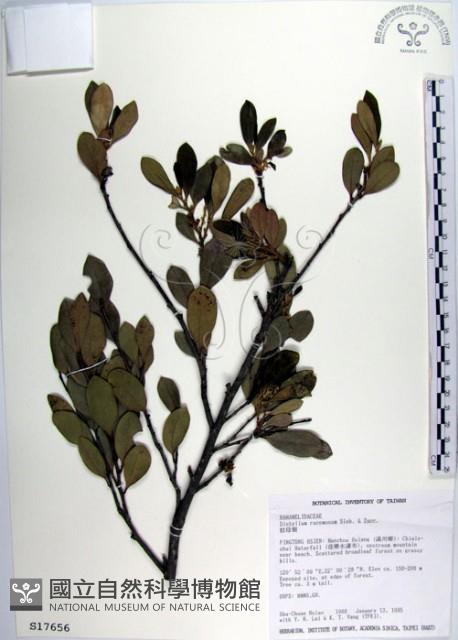 蚊母樹藏品圖，第1張