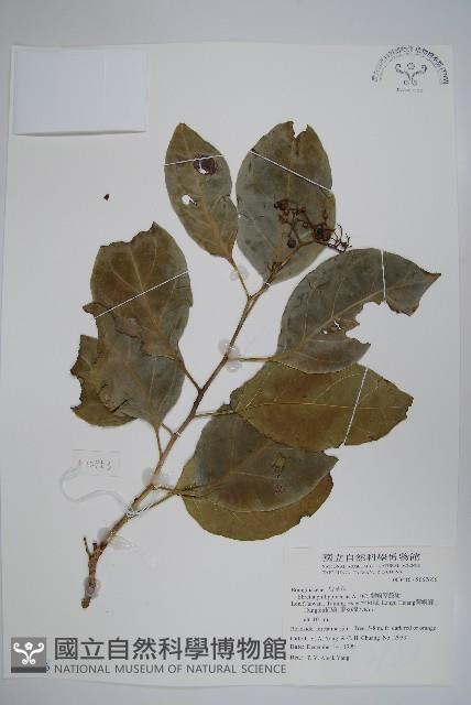 蘭嶼厚殼樹藏品圖，第1張